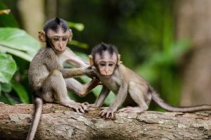 Two monkeys.