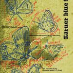 Drawing of butterflies