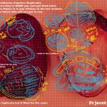 Images of shells