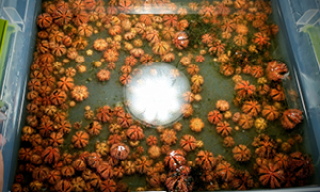 300 plus third generation urchins sent to Biota