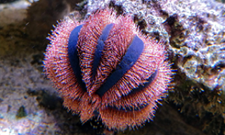 sea urchins 2