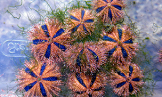 sea urchins 3