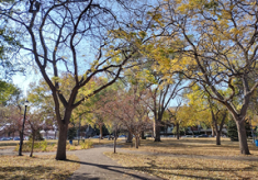 Murphy_Square